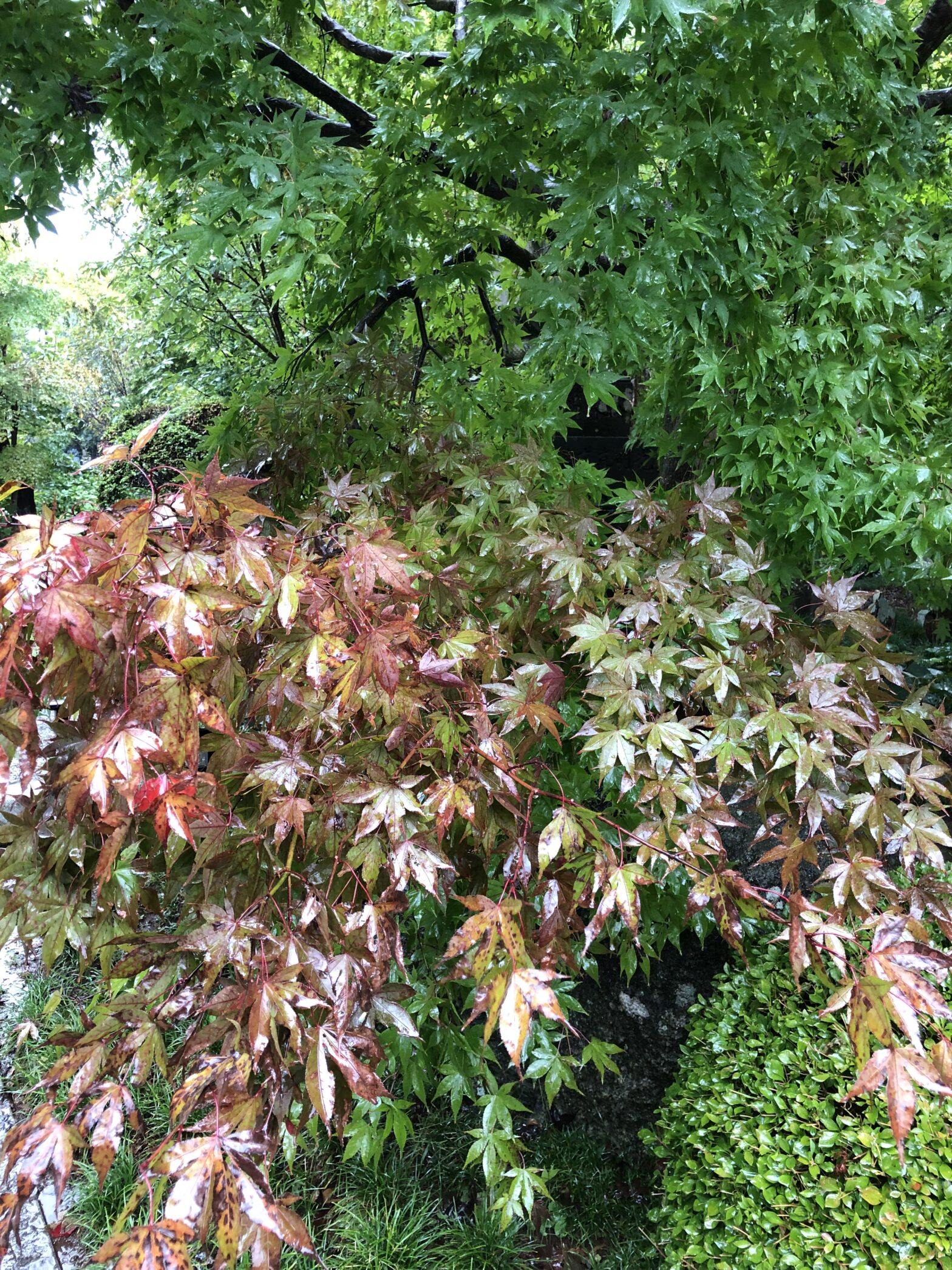 観音寺　柏市民納骨堂　紅葉