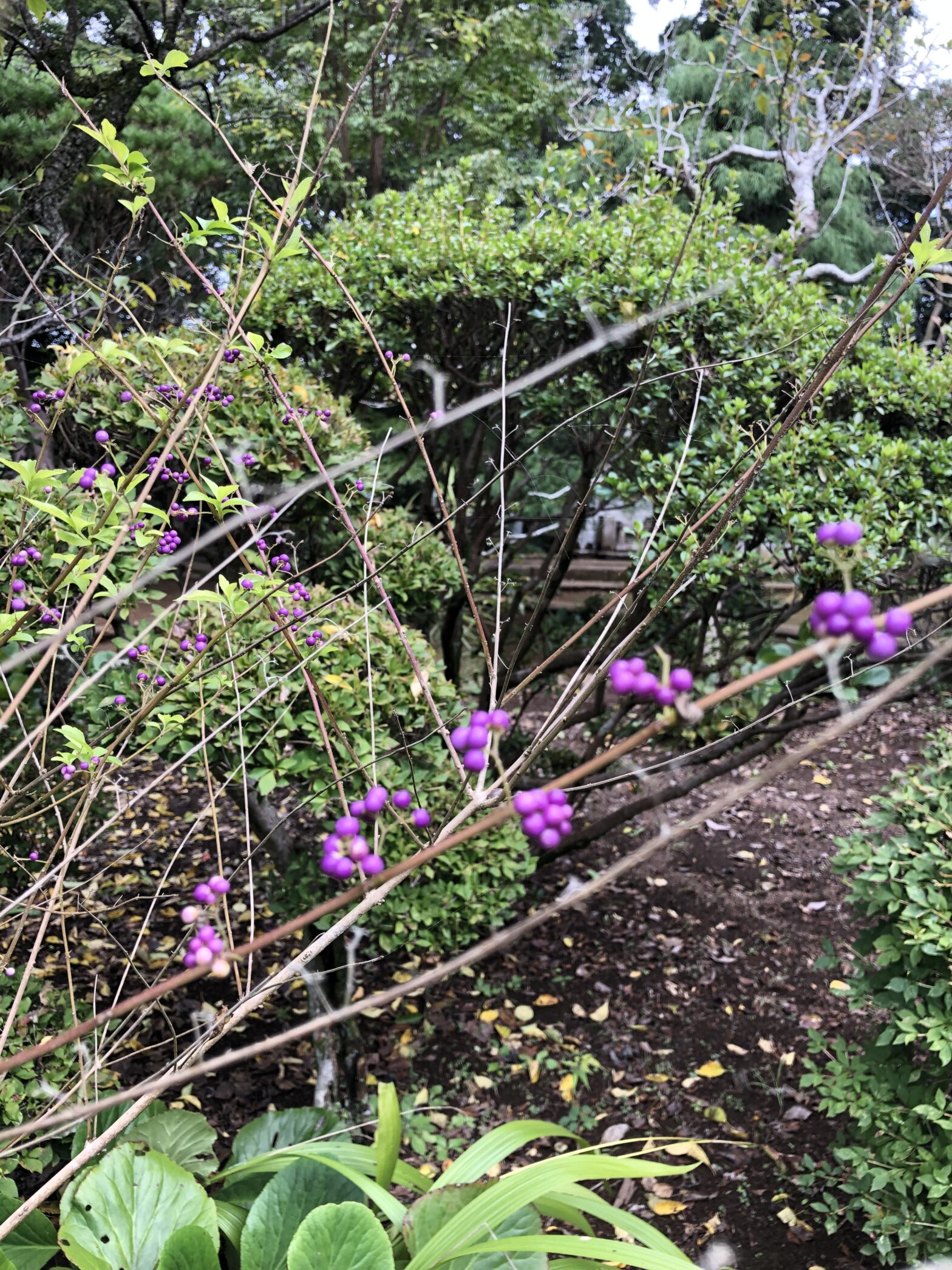 観音寺　柏市民納骨堂　花　コムラサキ