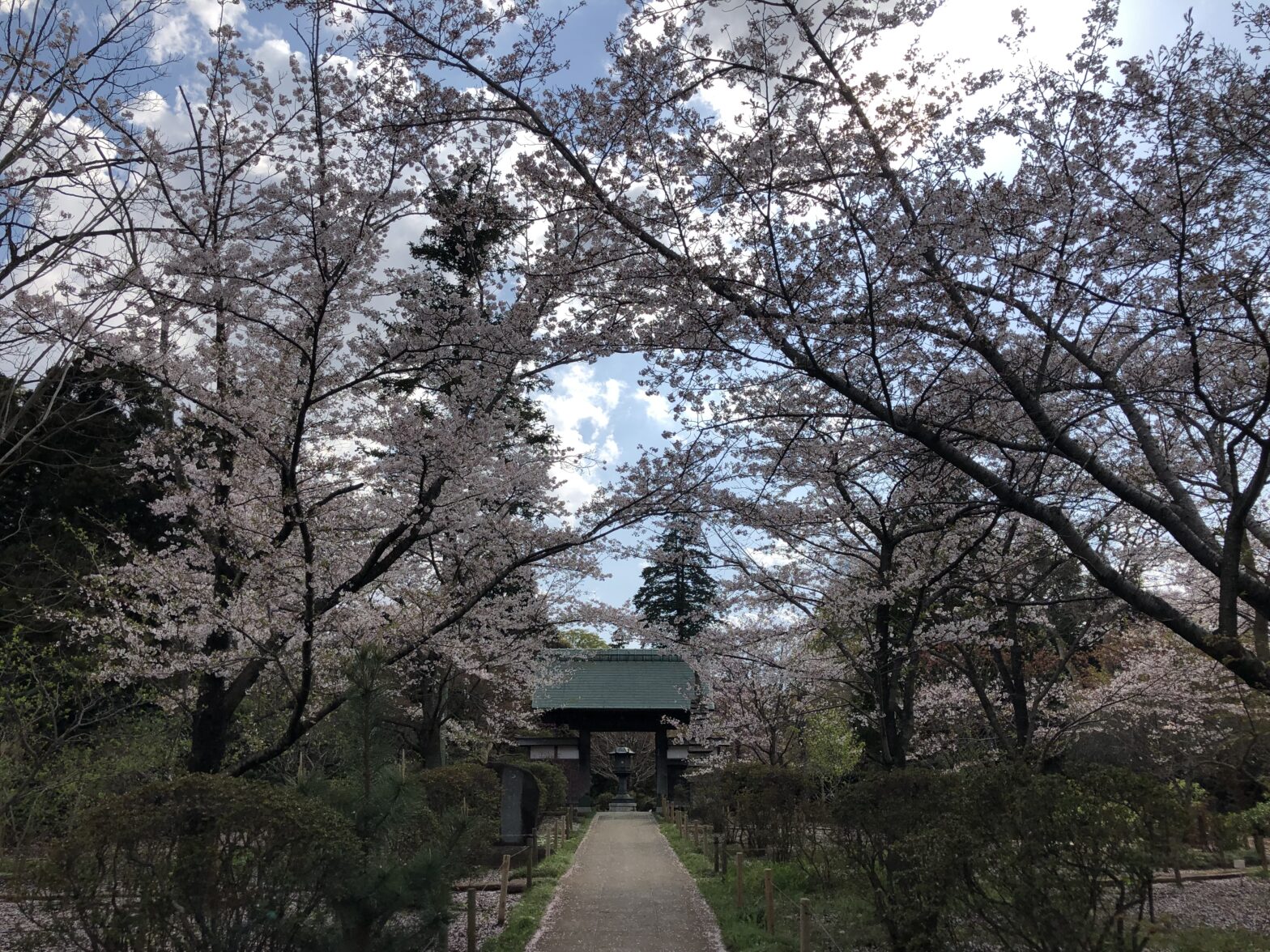 観音寺　桜