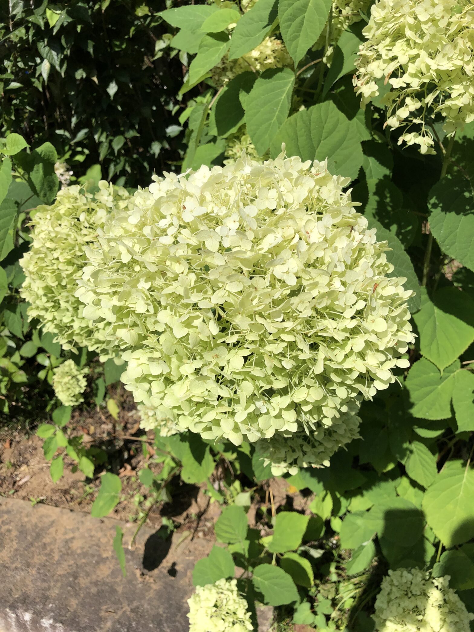 観音寺　紫陽花