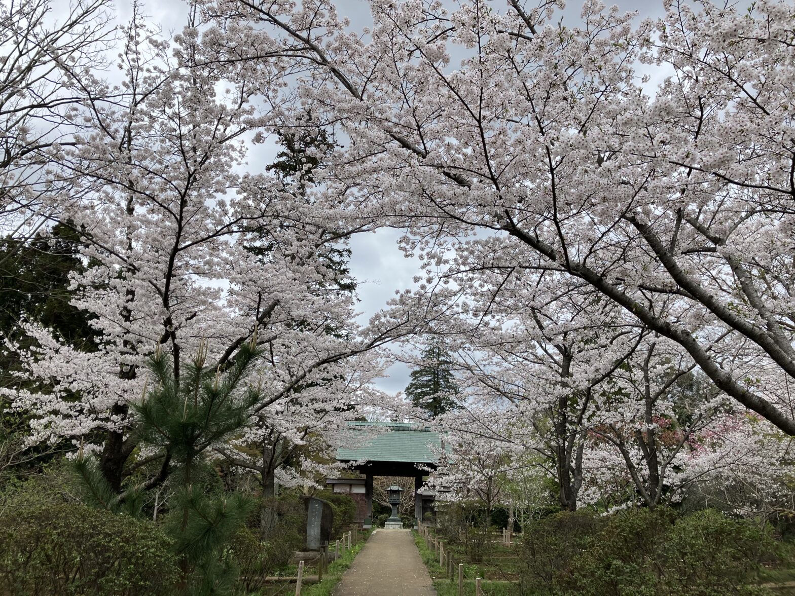 観音寺　桜