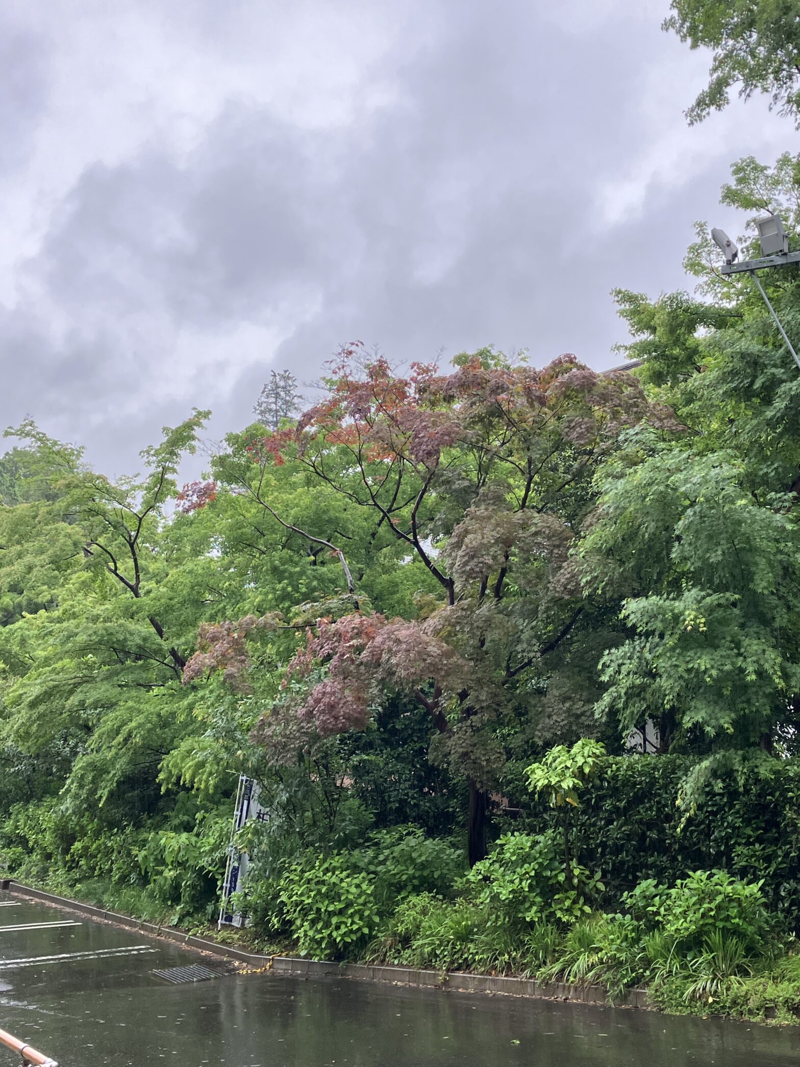 観音寺　柏市民納骨堂　雨