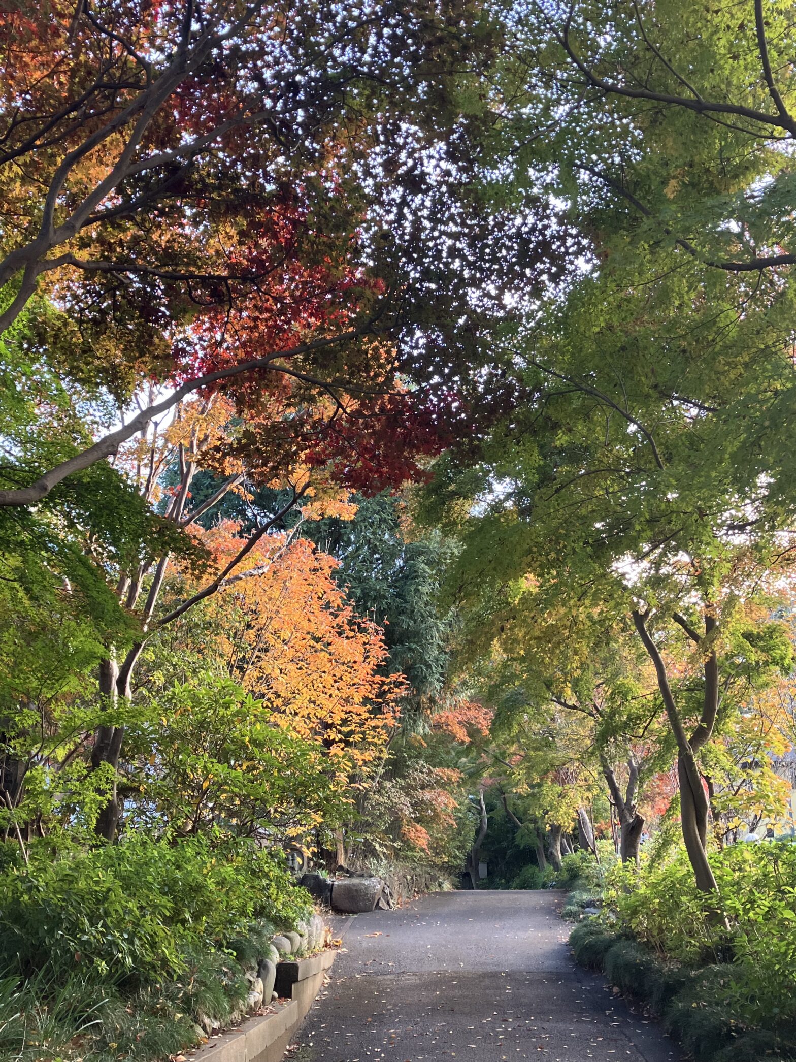 観音寺　柏市民納骨堂　紅葉