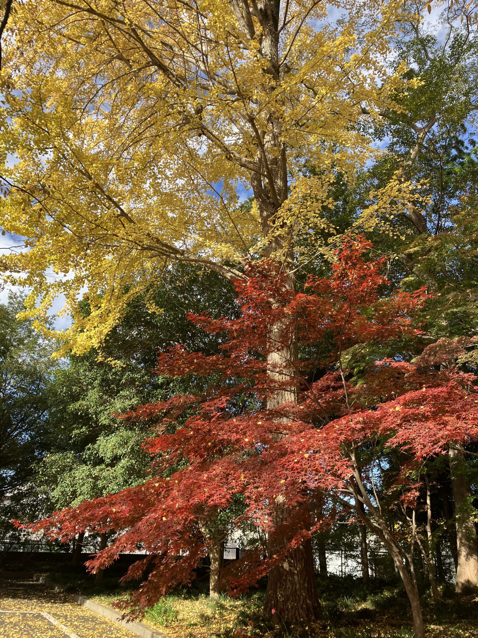 観音寺　柏市民納骨堂　紅葉