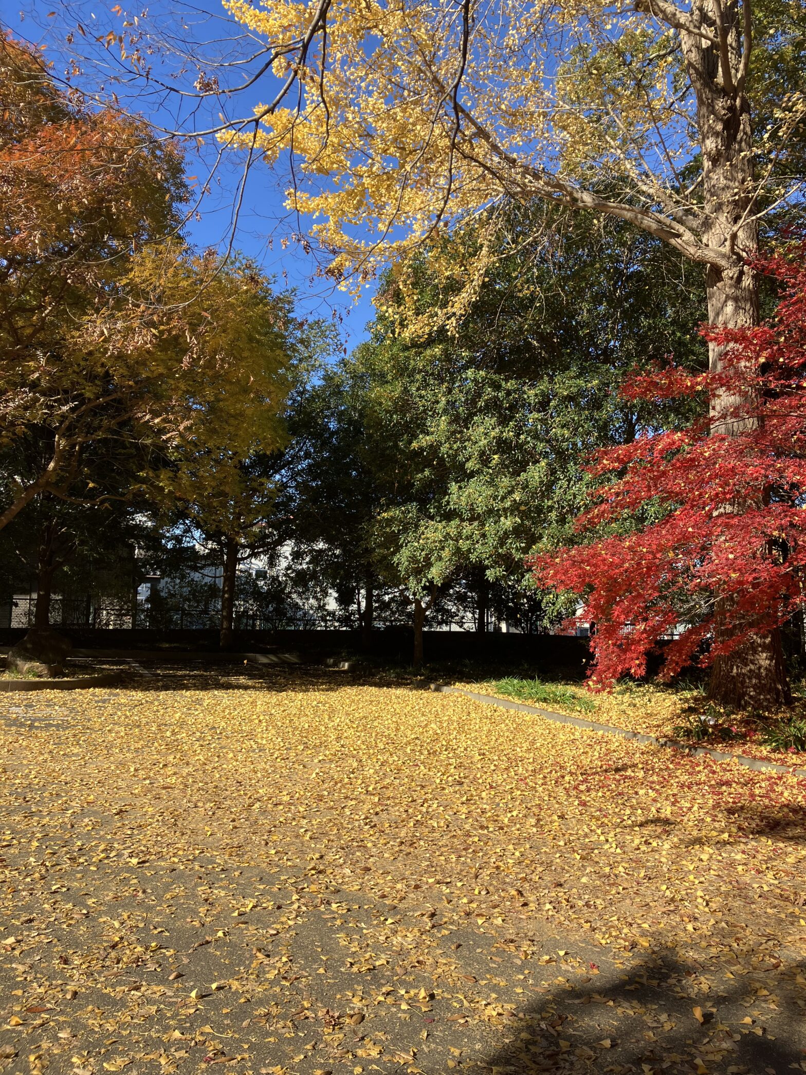 観音寺　柏市民納骨堂　紅葉