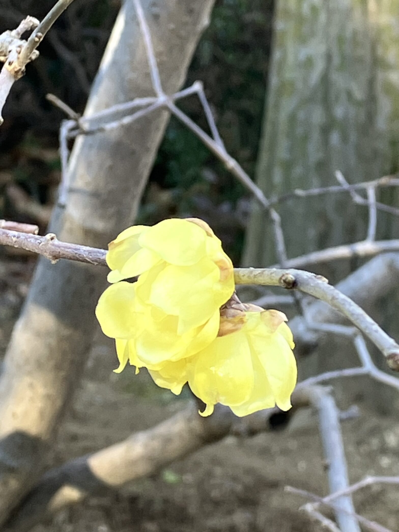 観音寺　柏市民納骨堂　蝋梅