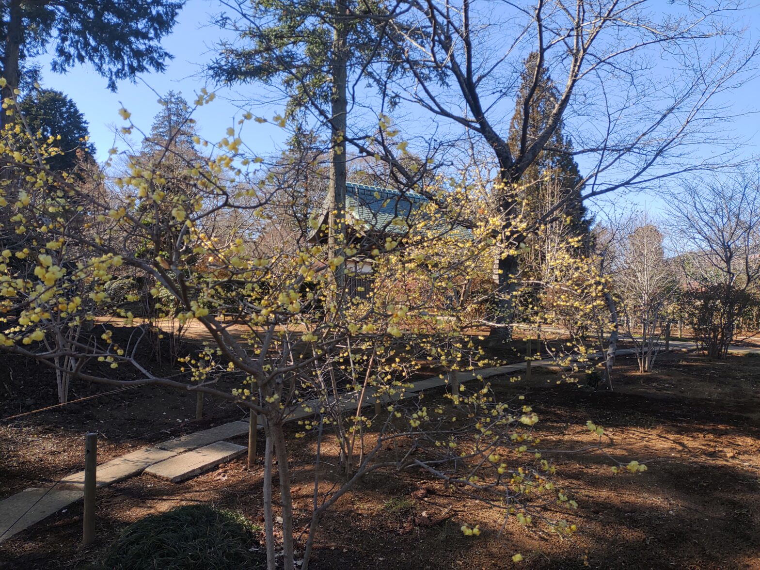 観音寺　蝋梅