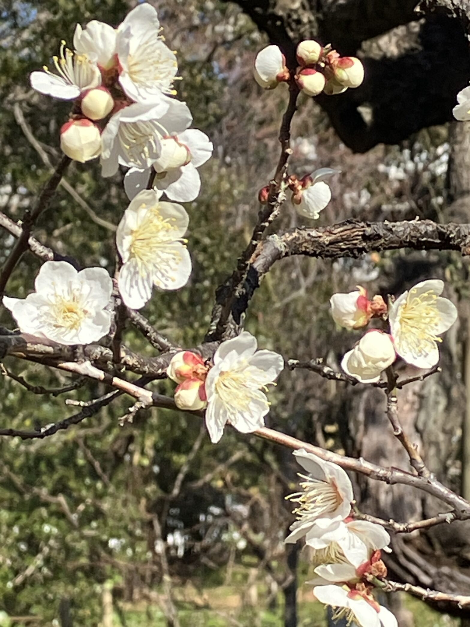 観音寺　柏市民納骨堂　白梅