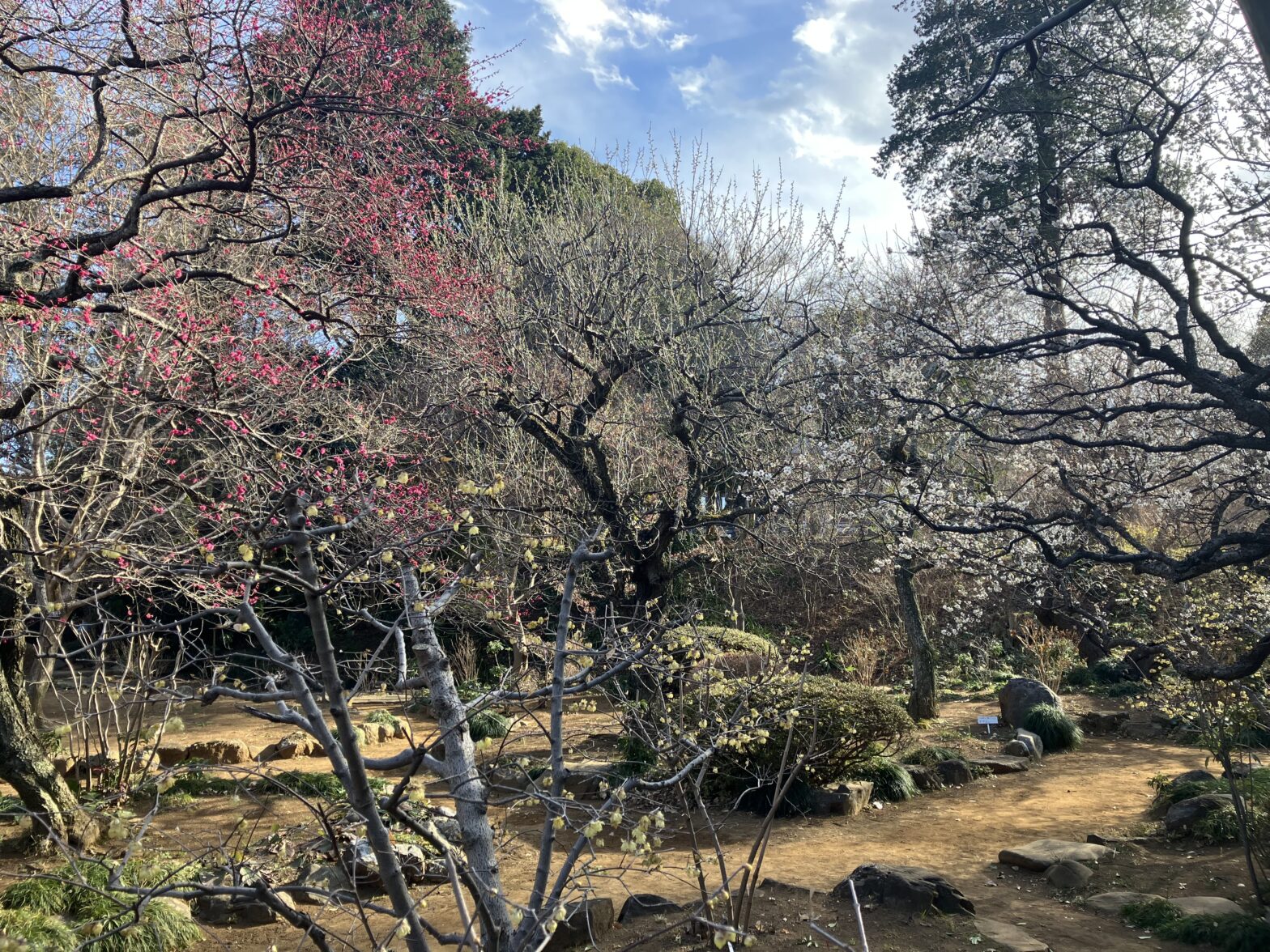 観音寺　梅