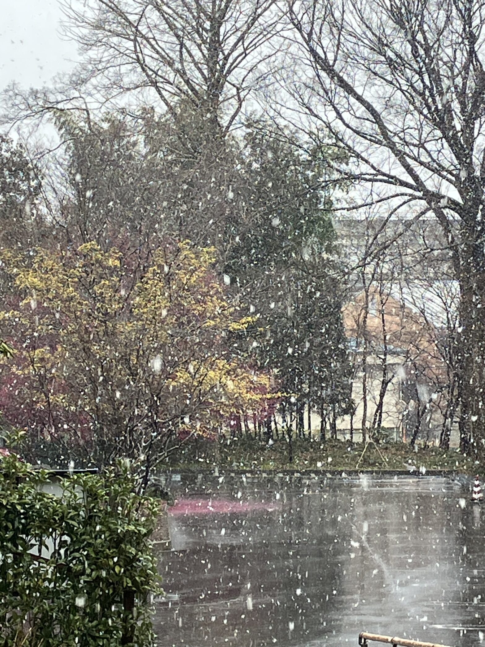 観音寺　柏市民納骨堂　雪