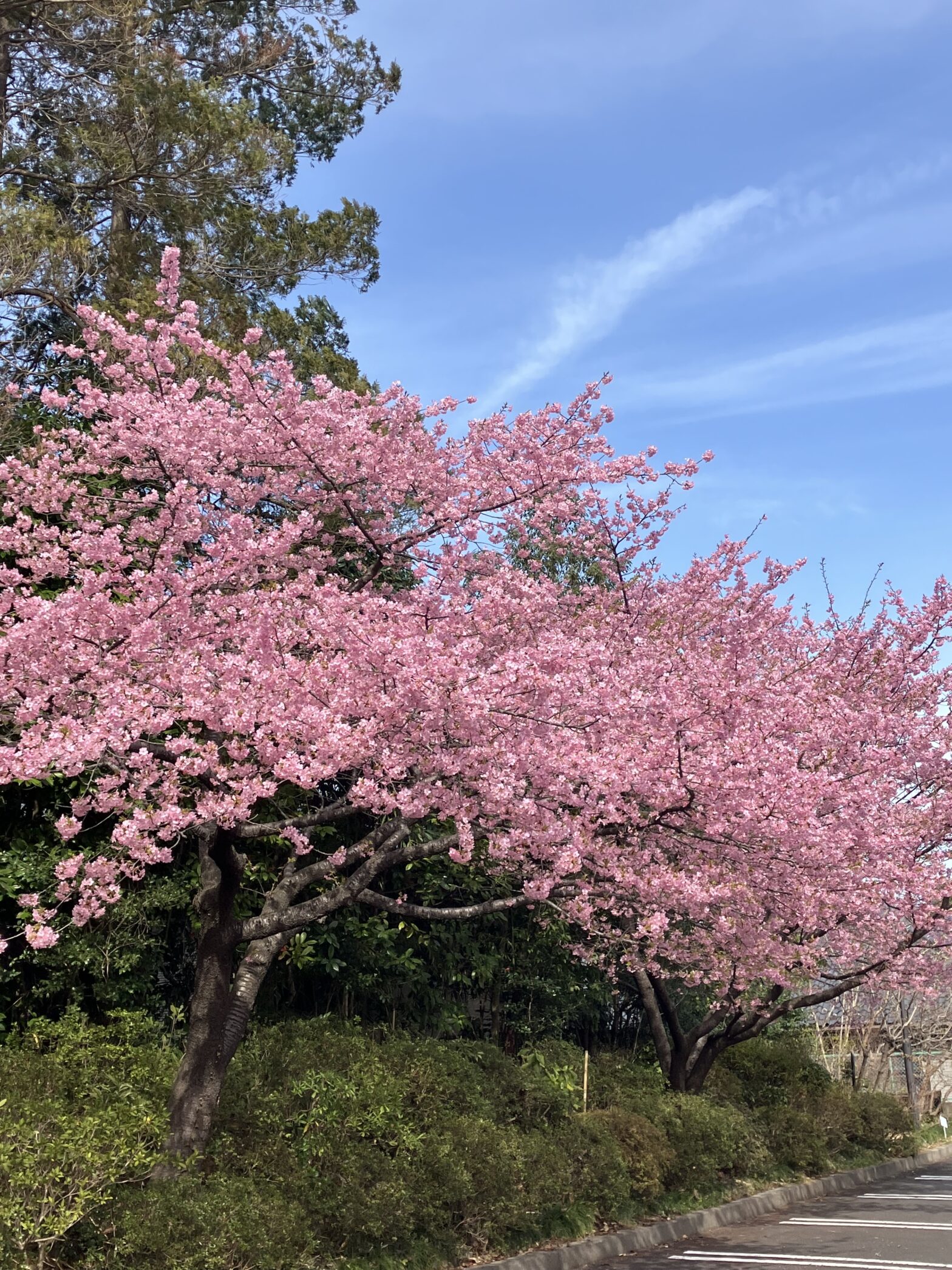 観音寺　柏市民納骨堂　河津桜